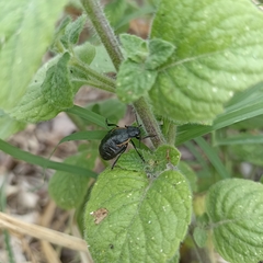 Arima marginata