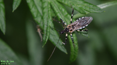 Sphedanolestes impressicollis