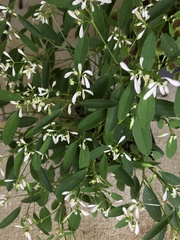 Euphorbia leucocephala