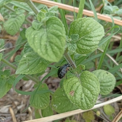 Arima marginata