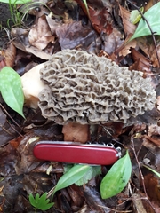 Morchella angusticeps
