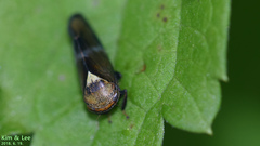 Drabescus conspicuus