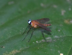 Chrysopilus ferruginosus