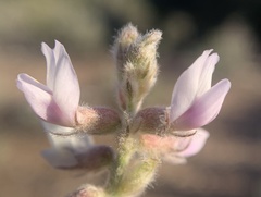 Astragalus andersonii