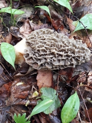 Morchella angusticeps
