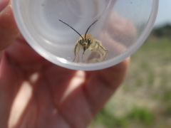Eucera