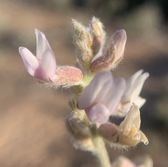 Astragalus andersonii