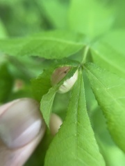 Phylloxera caryaemagna