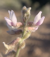 Astragalus andersonii