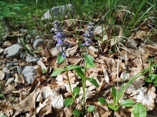 zbehovec (Ajuga)
