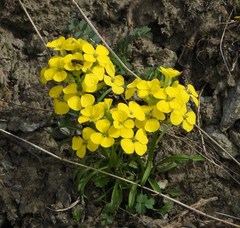 Erysimum jugicola