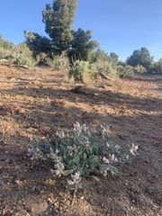 Astragalus andersonii