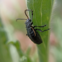 Arima marginata