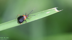 Deraeocoris ater