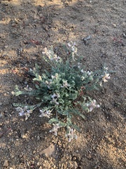 Astragalus andersonii