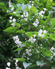 Philadelphus satsumi