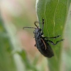Arima marginata