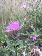 Cirsium repandum