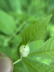 Phylloxera caryaemagna