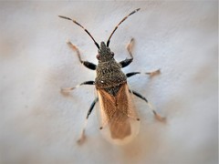 Oxycarenus hyalinipennis