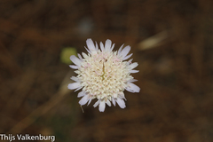 Pycnocomon intermedium