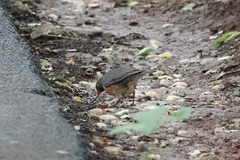 Turdus dissimilis