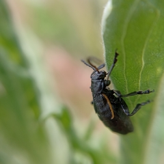 Arima marginata