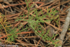 Pycnocomon intermedium