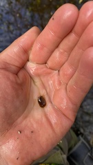 Lepidurus apus