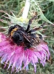Bombus