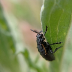 Arima marginata