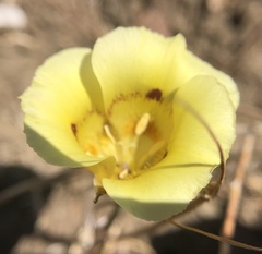 Calochortus superbus