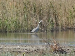 Ardea cinerea