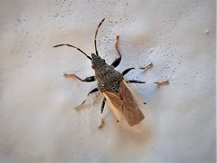 Oxycarenus hyalinipennis