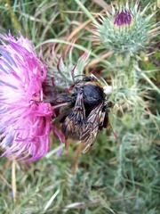 Bombus