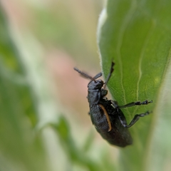 Arima marginata
