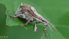 Episomus turritus
