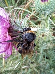 Bombus