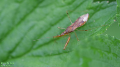 Gorpis brevilineatus