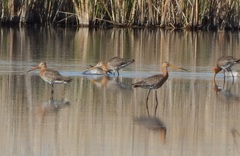 Limosa limosa