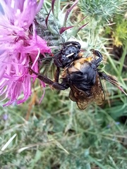 Bombus