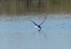 Chlidonias leucopterus