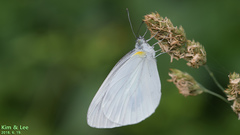 Pieris melete