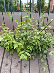 Ulmus pumila