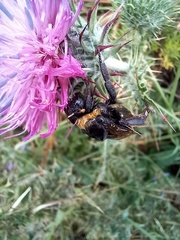 Bombus