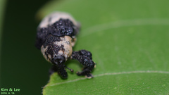 Sternuchopsis trifida