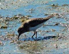 Calidris temminckii
