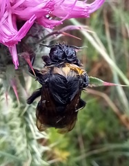 Bombus