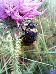 Bombus