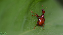 Leptapoderus rubidus